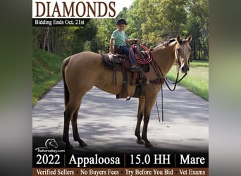 Appaloosa, Jument, 4 Ans, 152 cm, Buckskin