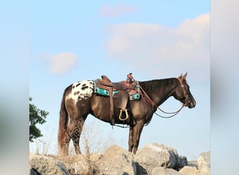 Appaloosa Croisé, Jument, 4 Ans, 152 cm