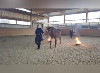 Appaloosa Croisé, Jument, 4 Ans, 154 cm, Alezan brûlé