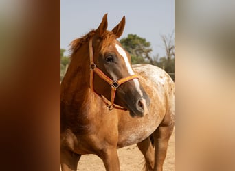 Appaloosa, Jument, 4 Ans, 154 cm, Bai