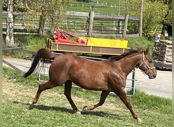 Appaloosa, Jument, 4 Ans, 157 cm, Alezan cuivré