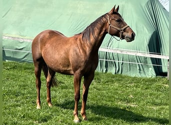 Appaloosa, Jument, 4 Ans, 157 cm, Alezan cuivré