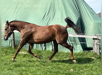 Appaloosa, Jument, 4 Ans, 157 cm, Alezan cuivré
