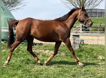 Appaloosa, Jument, 4 Ans, 157 cm, Alezan cuivré