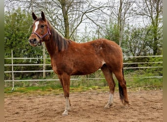 Appaloosa, Jument, 4 Ans, 157 cm, Alezan cuivré