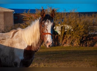 Appaloosa Croisé, Jument, 4 Ans, 158 cm, Pinto