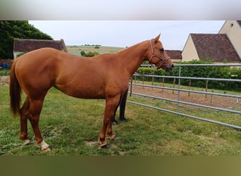 Appaloosa, Jument, 4 Ans, 160 cm, Alezan