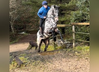 Appaloosa, Jument, 4 Ans, 163 cm, Léopard