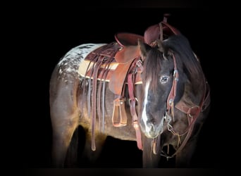 Appaloosa Croisé, Jument, 5 Ans, 147 cm, Noir