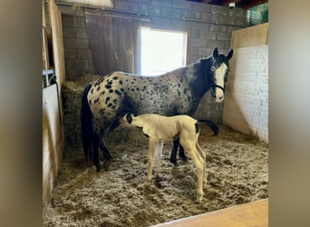 Appaloosa Croisé, Jument, 5 Ans, 150 cm, Pinto