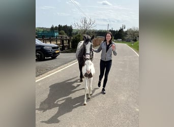 Appaloosa Croisé, Jument, 5 Ans, 150 cm, Pinto