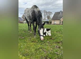 Appaloosa Croisé, Jument, 5 Ans, 150 cm, Pinto