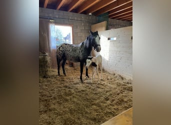 Appaloosa Croisé, Jument, 5 Ans, 150 cm, Pinto