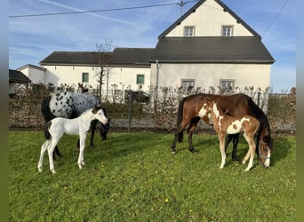 Appaloosa Croisé, Jument, 5 Ans, 150 cm, Pinto