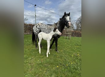 Appaloosa Croisé, Jument, 5 Ans, 150 cm, Pinto