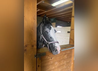 Appaloosa Croisé, Jument, 5 Ans, 150 cm, Pinto