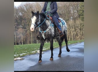 Appaloosa Croisé, Jument, 5 Ans, 150 cm, Pinto