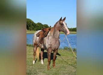 Appaloosa, Jument, 5 Ans, 152 cm, Rouan Rouge