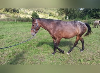 Appaloosa, Jument, 5 Ans, 153 cm, Bai brun