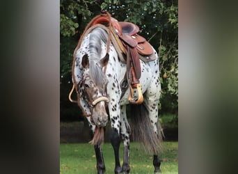 Appaloosa Croisé, Jument, 5 Ans, 153 cm, Léopard
