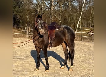 Appaloosa Croisé, Jument, 5 Ans, 156 cm