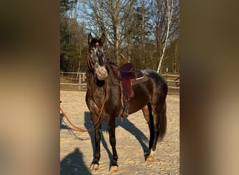 Appaloosa Croisé, Jument, 5 Ans, 156 cm