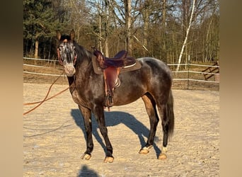 Appaloosa Croisé, Jument, 5 Ans, 156 cm