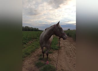 Appaloosa, Jument, 5 Ans, 157 cm, Alezan dun