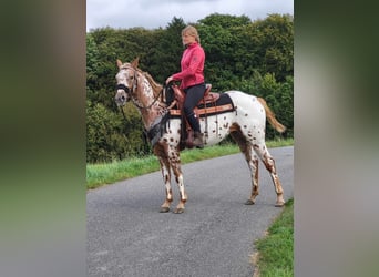 Appaloosa, Jument, 5 Ans, 157 cm, Léopard