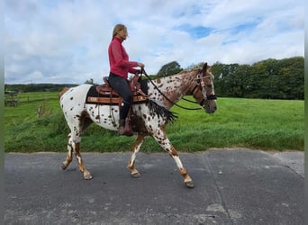Appaloosa, Jument, 5 Ans, 157 cm, Léopard