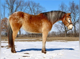 Appaloosa, Jument, 6 Ans, 142 cm, Alezan cuivré