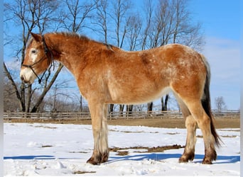 Appaloosa, Jument, 6 Ans, 142 cm, Alezan cuivré