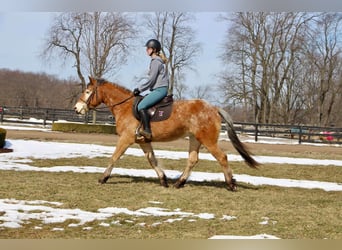 Appaloosa, Jument, 6 Ans, 142 cm, Alezan cuivré