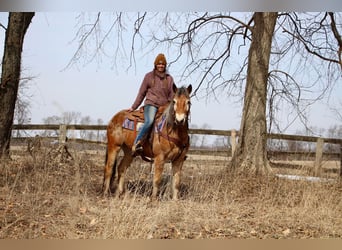 Appaloosa, Jument, 6 Ans, 142 cm, Alezan cuivré