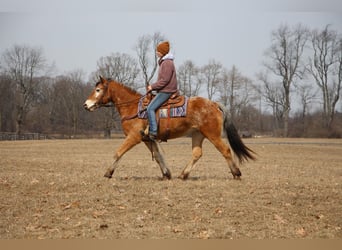 Appaloosa, Jument, 6 Ans, 142 cm, Alezan cuivré