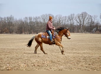 Appaloosa, Jument, 6 Ans, 142 cm, Alezan cuivré