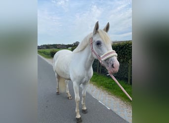 Appaloosa Croisé, Jument, 6 Ans, 143 cm, Léopard