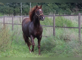 Appaloosa, Jument, 6 Ans, 148 cm, Alezan brûlé