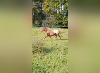 Appaloosa, Jument, 6 Ans, 150 cm, Alezan
