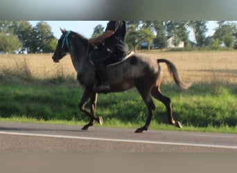 Appaloosa, Jument, 6 Ans, 152 cm, Rouan Bleu