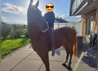 Appaloosa, Jument, 6 Ans, 157 cm, Alezan