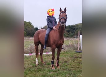 Appaloosa, Jument, 6 Ans, 157 cm, Alezan