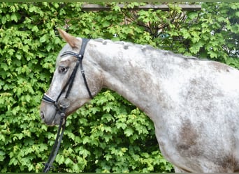 Appaloosa, Jument, 6 Ans, 158 cm, Léopard
