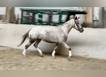 Appaloosa, Jument, 6 Ans, 158 cm, Léopard