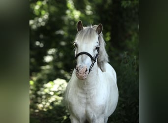 Appaloosa, Jument, 7 Ans, 113 cm, Léopard