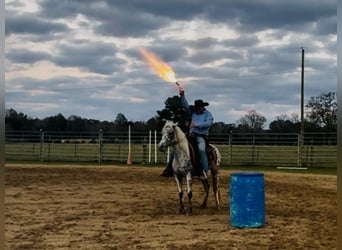 Appaloosa, Jument, 7 Ans, 140 cm, Léopard