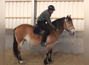 Appaloosa Croisé, Jument, 7 Ans, 149 cm, Bai clair