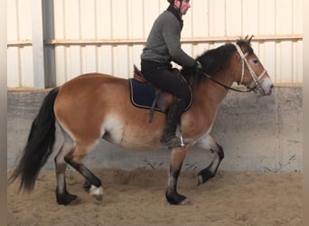 Appaloosa Croisé, Jument, 7 Ans, 149 cm, Bai clair