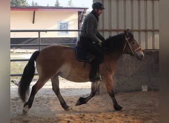 Appaloosa Croisé, Jument, 7 Ans, 149 cm, Bai clair