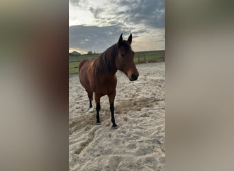 Appaloosa, Jument, 7 Ans, 160 cm, Bai